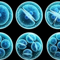 Stem Cells & Regenerative Medicine